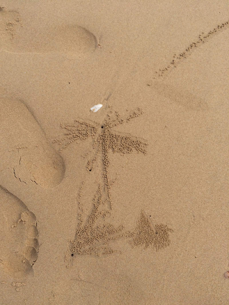 So, there are these tiny little crabs that make amazing constellations of hundreds  of tiny balls (eggs?)